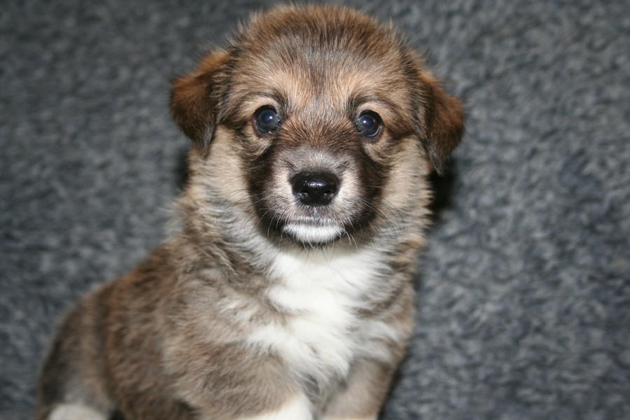 Puppies
